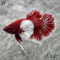 PURPLE LAVENDER BUTTERFLY DUMBO EARS HMPK MALE #LA.47