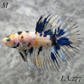 MULTICOLOR YELLOW BANANA GALAXY  CROWNTAIL MALE #LA.277