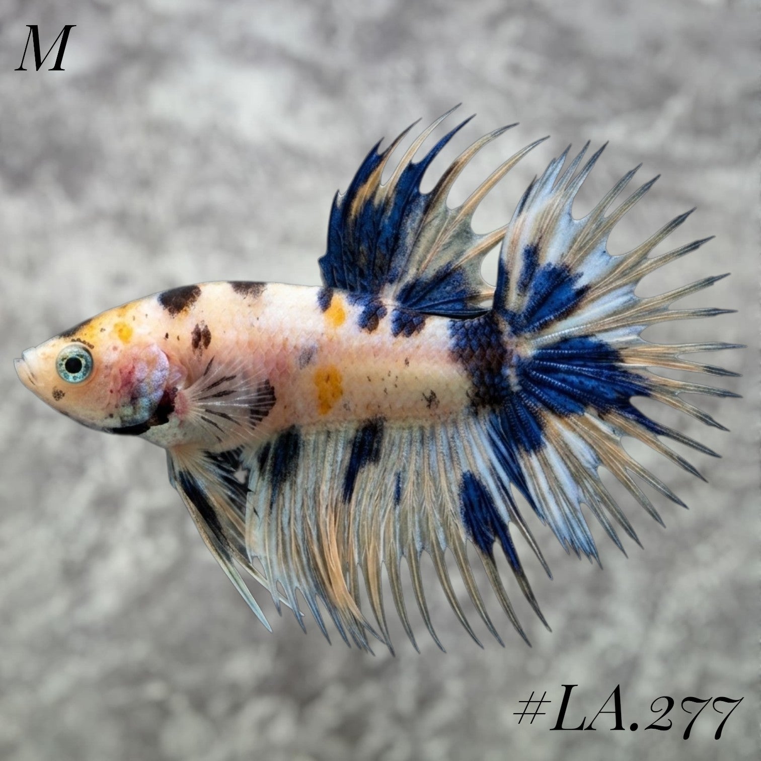 MULTICOLOR YELLOW BANANA GALAXY  CROWNTAIL MALE #LA.277