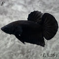 SOLID SUPER BLACK HMPK FULL EGG FEMALE #LA.263