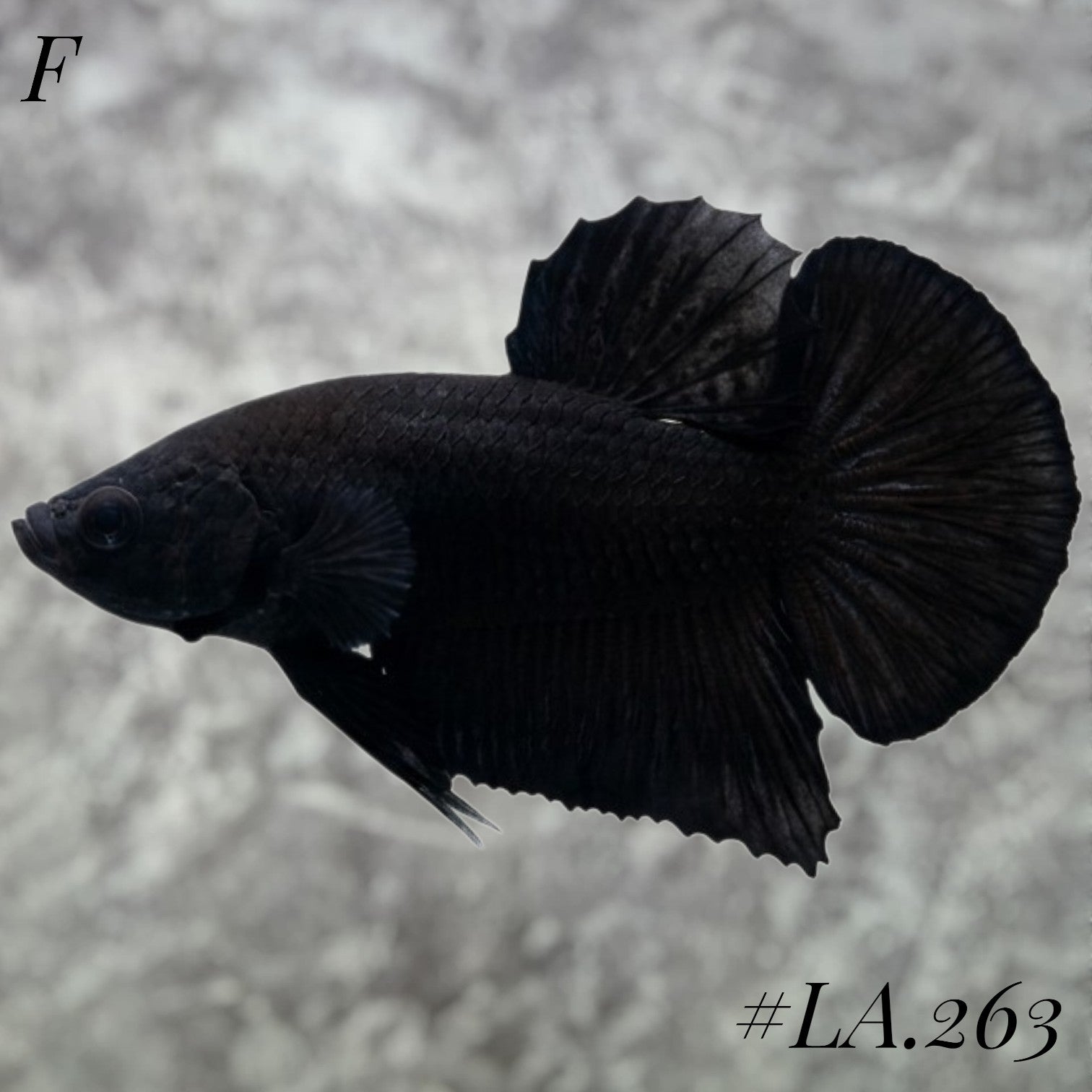 SOLID SUPER BLACK HMPK FULL EGG FEMALE #LA.263