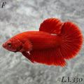 SOLID SUPER RED CHILI FULL EGG FEMALE #LA.330