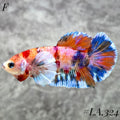 MULTICOLOR CANDY NEMO GALAXY BABY DUMBO EARS FEMALE #LA.324
