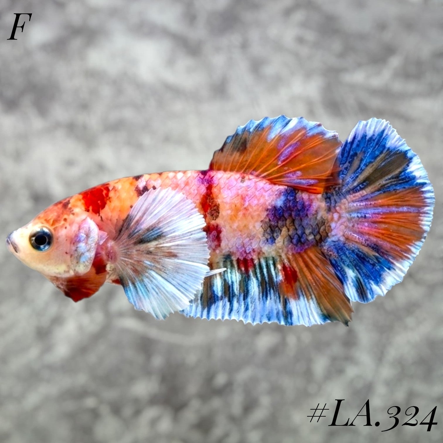 MULTICOLOR CANDY NEMO GALAXY BABY DUMBO EARS FEMALE #LA.324