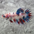 MULTICOLOR NEMO GALAXY FULL EGG CROWNTAIL FEMALE #LA.240