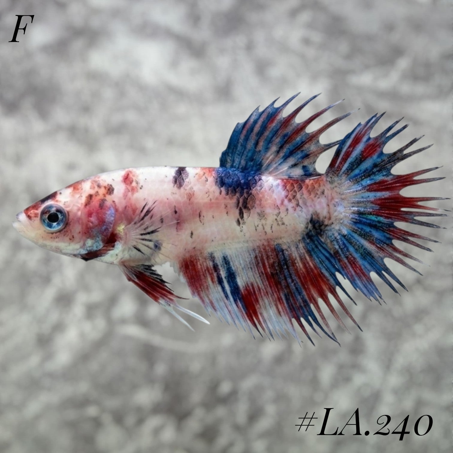MULTICOLOR NEMO GALAXY FULL EGG CROWNTAIL FEMALE #LA.240