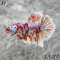 WHITE BARONGSAI PURPLE RED  GALAXY GOLD SHIMER HMPK MALE #LA.178