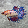 MULTICOLOR NEMO GALAXY FULL EGG CROWNTAIL FEMALE #LA.242