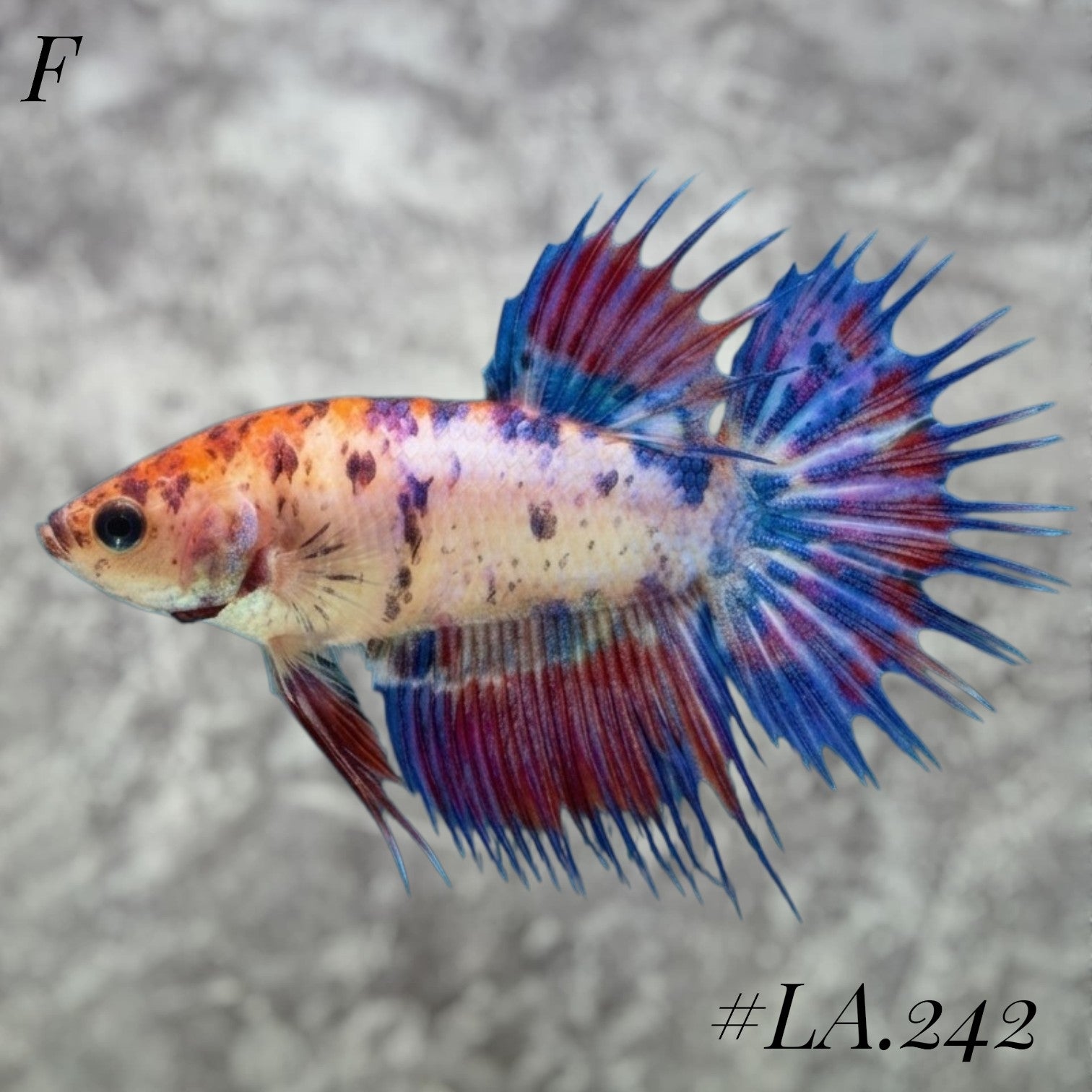 MULTICOLOR NEMO GALAXY FULL EGG CROWNTAIL FEMALE #LA.242