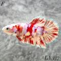 BARONGSAI RED PURPLE GALAXY HMPK FEMALE #LA.337