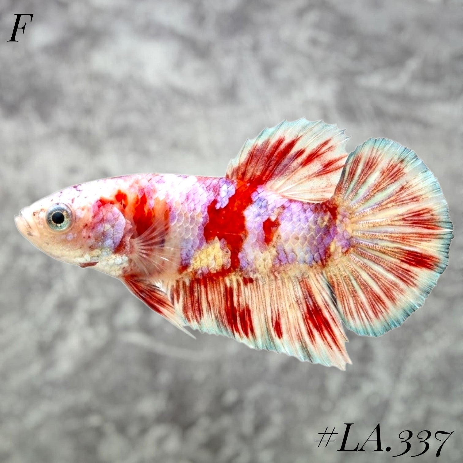 BARONGSAI RED PURPLE GALAXY HMPK FEMALE #LA.337