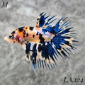 YELLOWBASE MULTICOLOR NEMO BLUE GALAXY MALE #LA.124