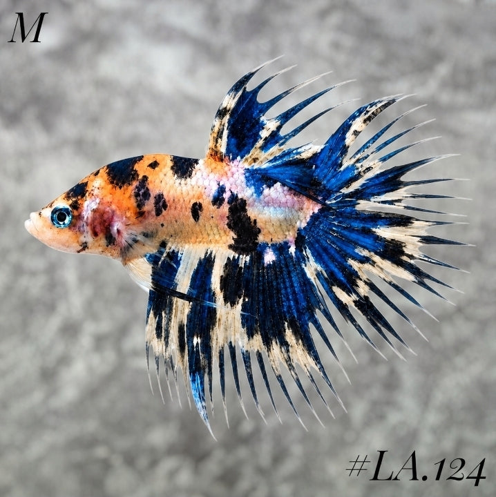 YELLOWBASE MULTICOLOR NEMO BLUE GALAXY MALE #LA.124