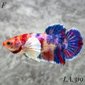 MULTICOLOR CANDY NEMO GALAXY BABY DUMBO EARS FEMALE #LA.319