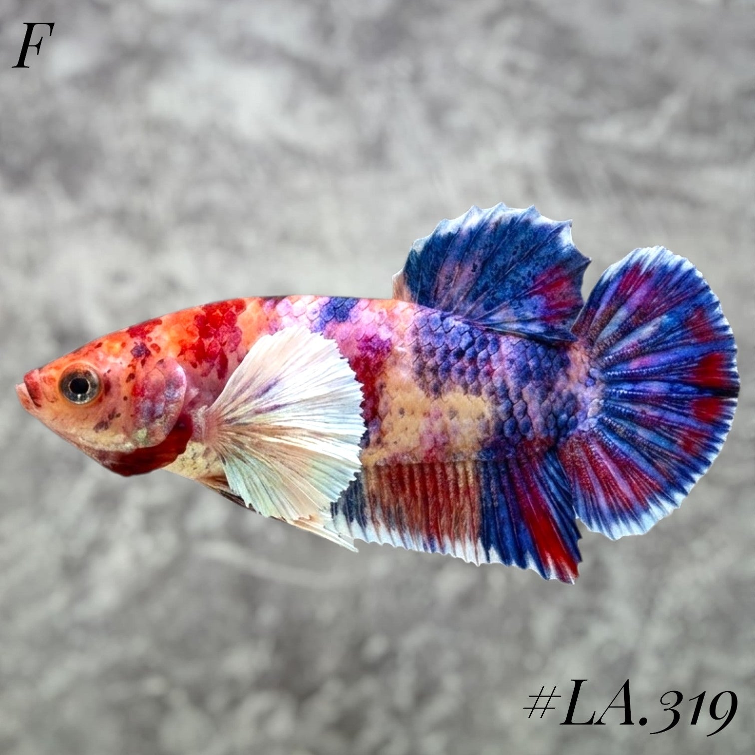 MULTICOLOR CANDY NEMO GALAXY BABY DUMBO EARS FEMALE #LA.319