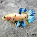 MULTICOLOR YELLOW TIGGER FULL EGG CROWNTAIL FEMALE #LA.264