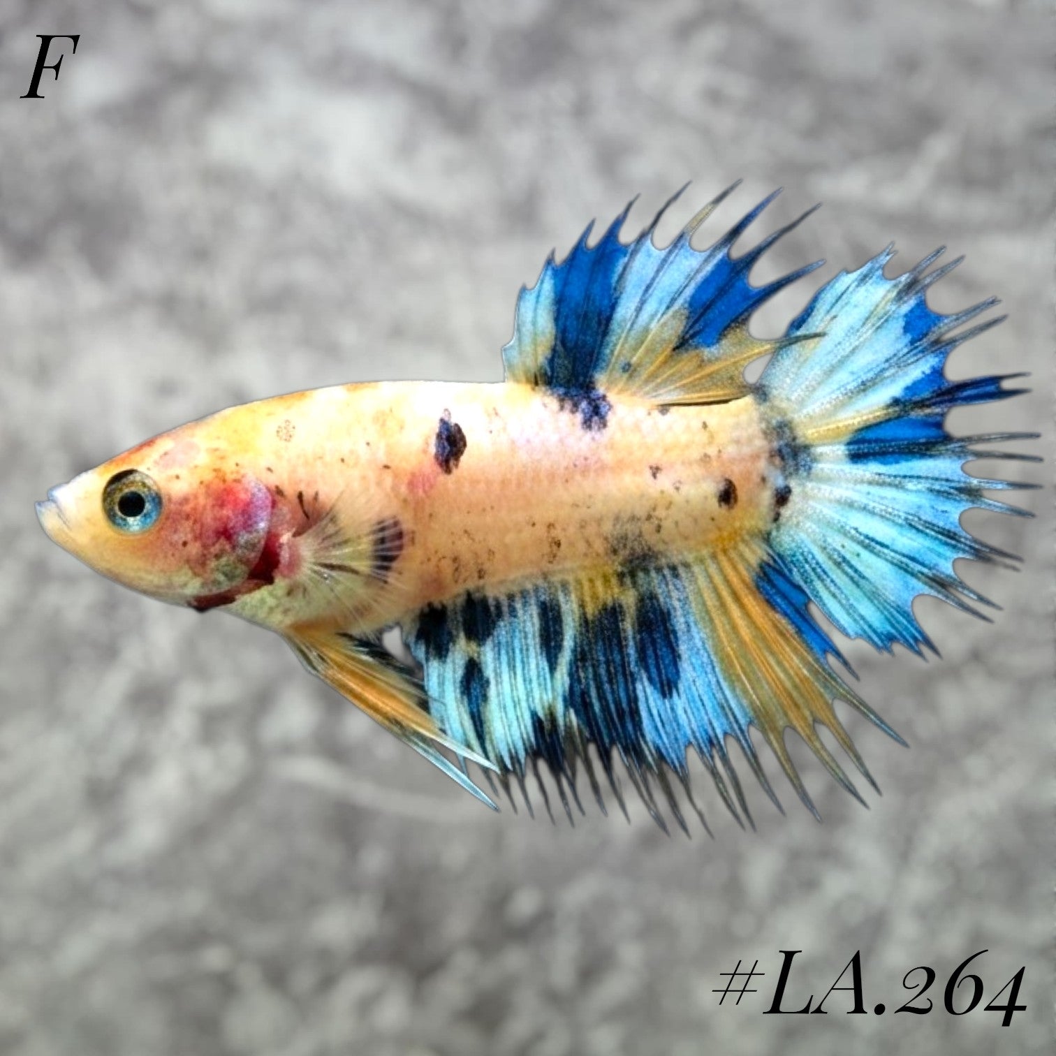 MULTICOLOR YELLOW TIGGER FULL EGG CROWNTAIL FEMALE #LA.264