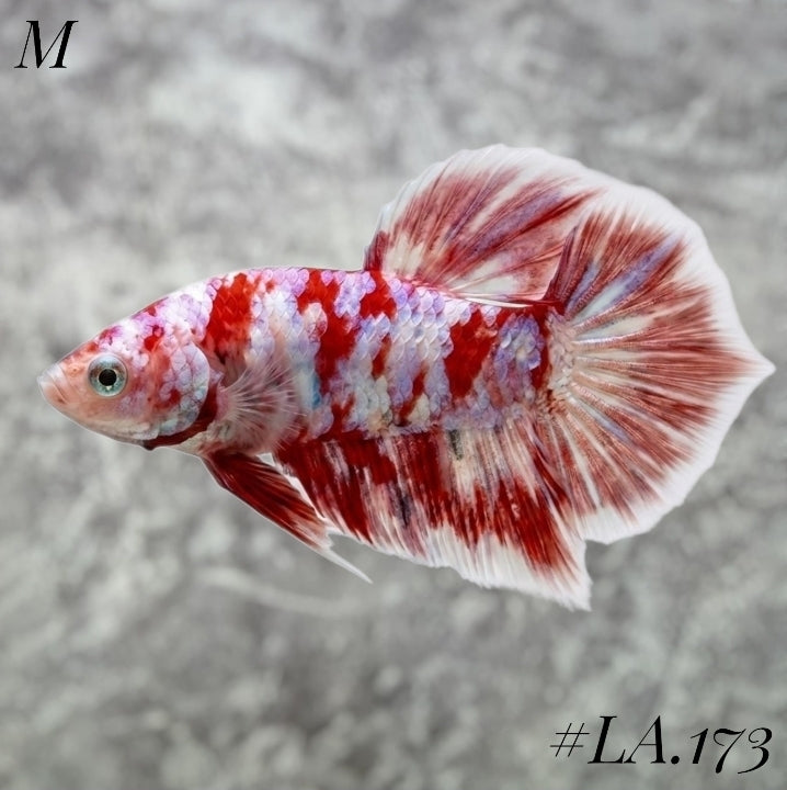 WHITE BARONGSAI PURPLE GALAXY HMPK MALE #LA.173