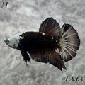 BLACK VEMOM HMPK MALE #LA.65