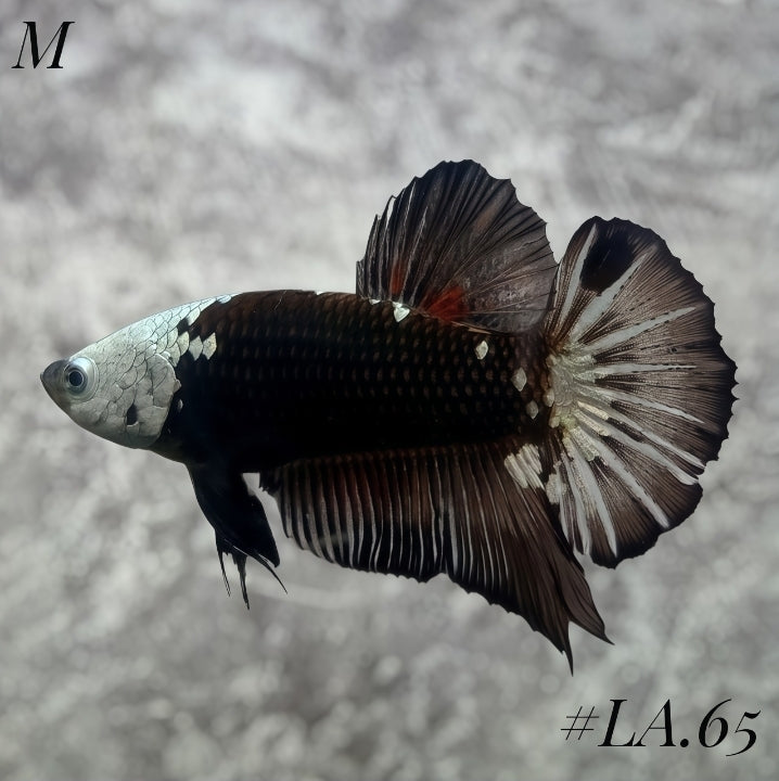 BLACK VEMOM HMPK MALE #LA.65