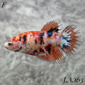 MULTICOLOR ORANGE TIGER NEMO GALAXY CROWNTAIL FEMALE #LA.163