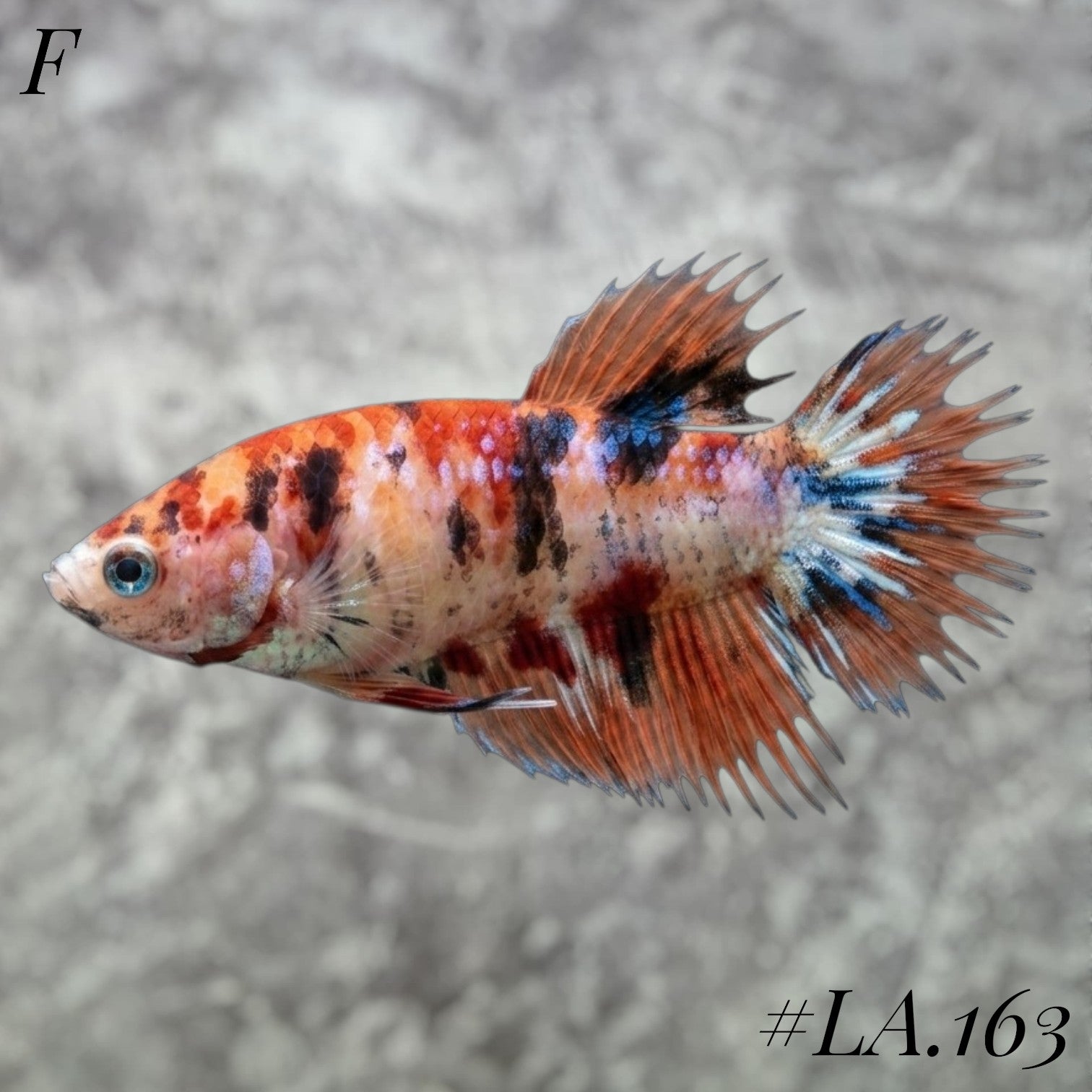 MULTICOLOR ORANGE TIGER NEMO GALAXY CROWNTAIL FEMALE #LA.163