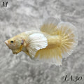 SOFT GOLD BUTTERFLY DUMBO EARS HMPK MALE #LA.50