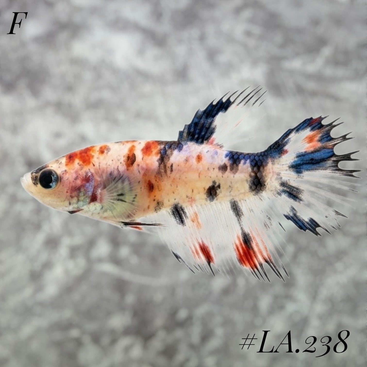 MULTICOLOR ORANGE BASE RED GALAXY CROWNTAIL FEMALE #LA.238