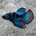 AVATAR BLACKSTAR BLUE GALAXY  #LA.160