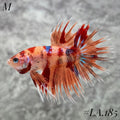 MULTICOLOR ORANGE TIGER GALAXY  CROWNTAIL MALE #LA.185