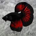 BLACK VAMPIRE HALFMOON MALE #LA.55