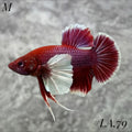 PURPLE LAVENDER BUTTERFLY DUMBO EARS HMPK MALE #LA.79