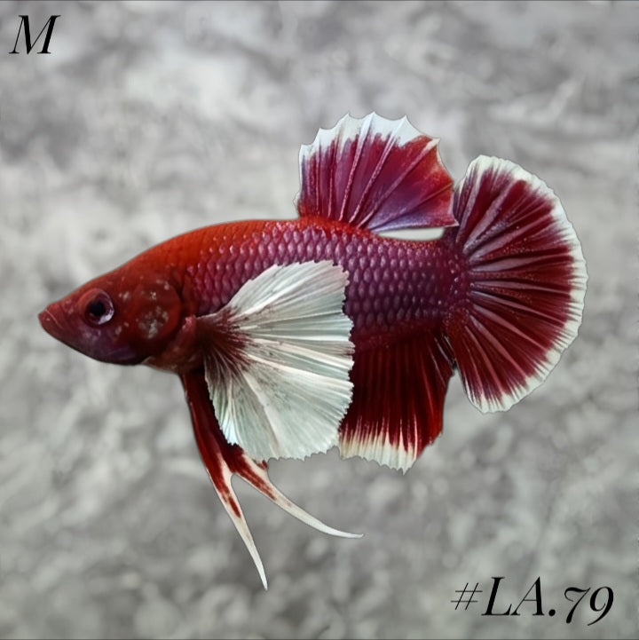 PURPLE LAVENDER BUTTERFLY DUMBO EARS HMPK MALE #LA.79