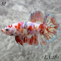 BARONGSAI PURPLE RED SHIMER GOLD GALAXY HMPK MALE #LA.281