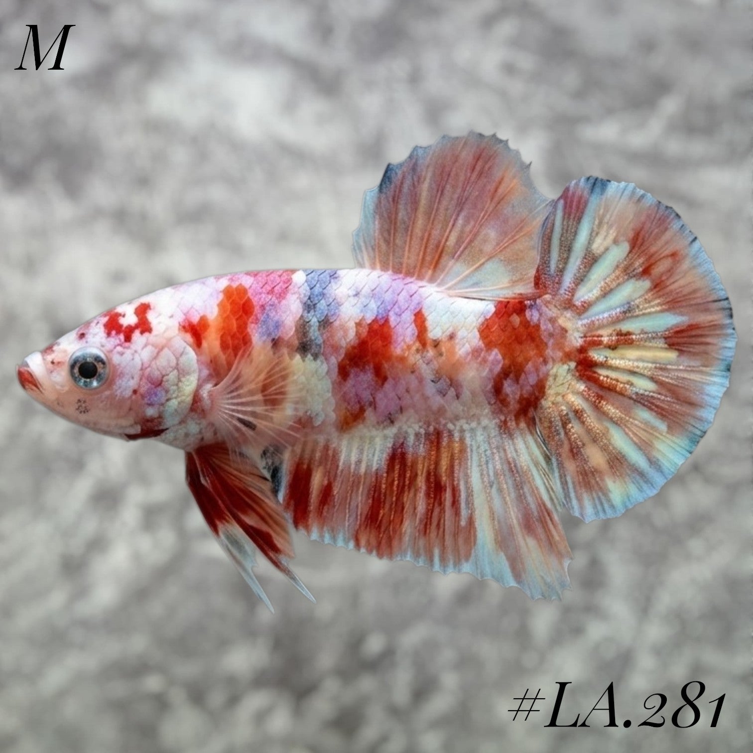 BARONGSAI PURPLE RED SHIMER GOLD GALAXY HMPK MALE #LA.281