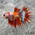 MULTICOLOR LEOPARD ORANGE GALAXY  CROWNTAIL MALE  #LA.268