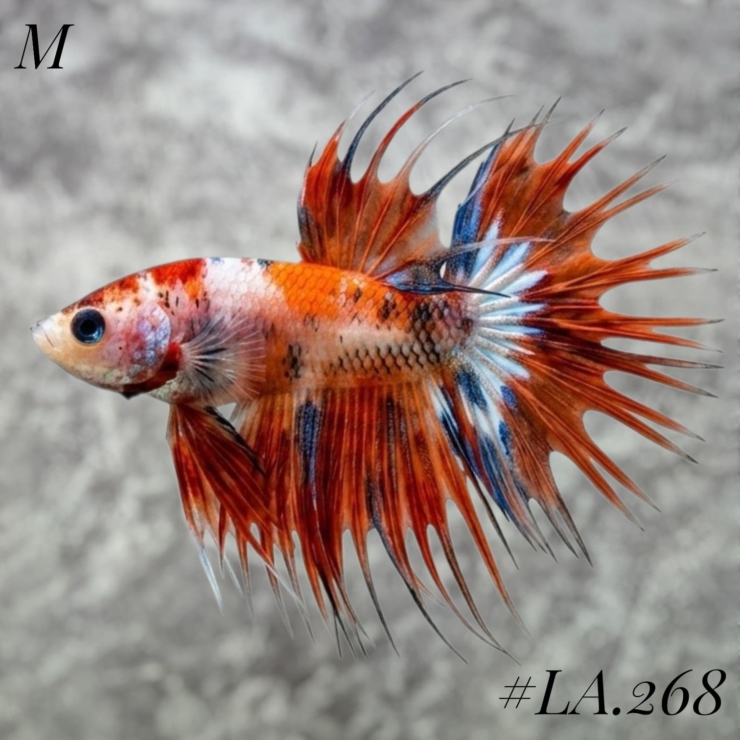 MULTICOLOR LEOPARD ORANGE GALAXY  CROWNTAIL MALE  #LA.268