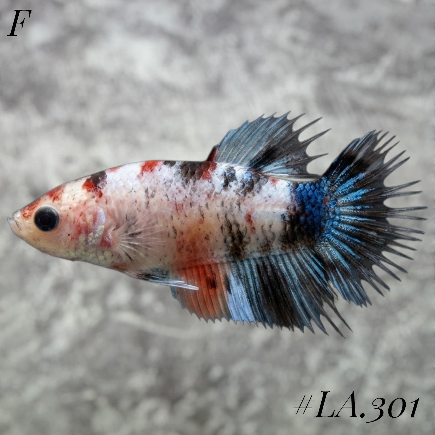 MULTICOLOR BLUE NEMO GALAXY FULL EGG CROWNTAIL FEMALE #LA.301