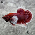 PURPLE LAVENDER BUTTERFLY DUMBO EARS HMPK MALE #LA.56
