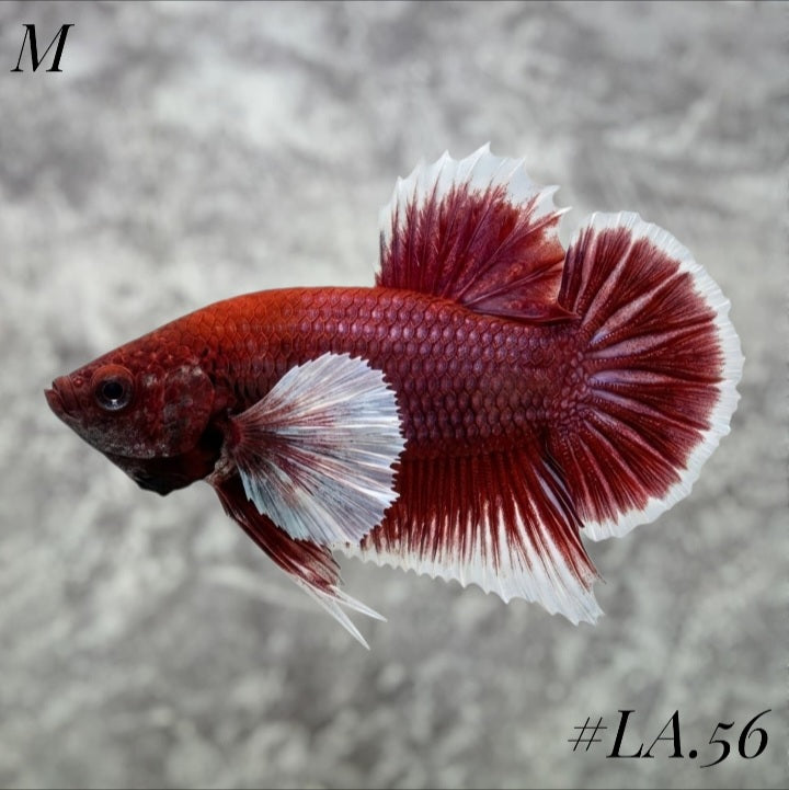 PURPLE LAVENDER BUTTERFLY DUMBO EARS HMPK MALE #LA.56