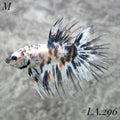 RARE MULTICOLOR BLUE DOT NEMO GALAXY CROWNTAIL MALE  #LA.296