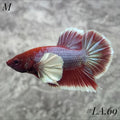 PURPLE LAVENDER BUTTERFLY DUMBO EARS HMPK MALE #LA.69