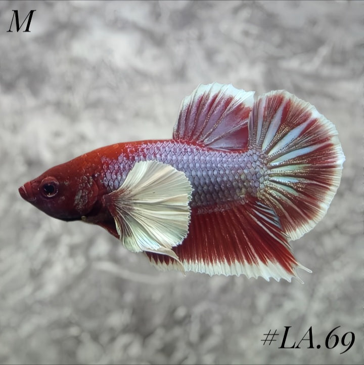 PURPLE LAVENDER BUTTERFLY DUMBO EARS HMPK MALE #LA.69