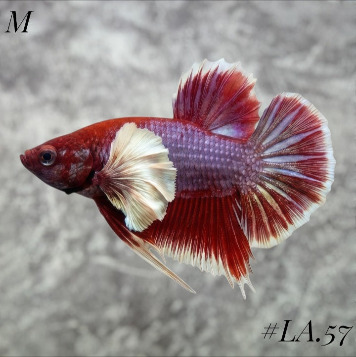 PURPLE LAVENDER BUTTERFLY DUMBO EARS HMPK MALE #LA.57