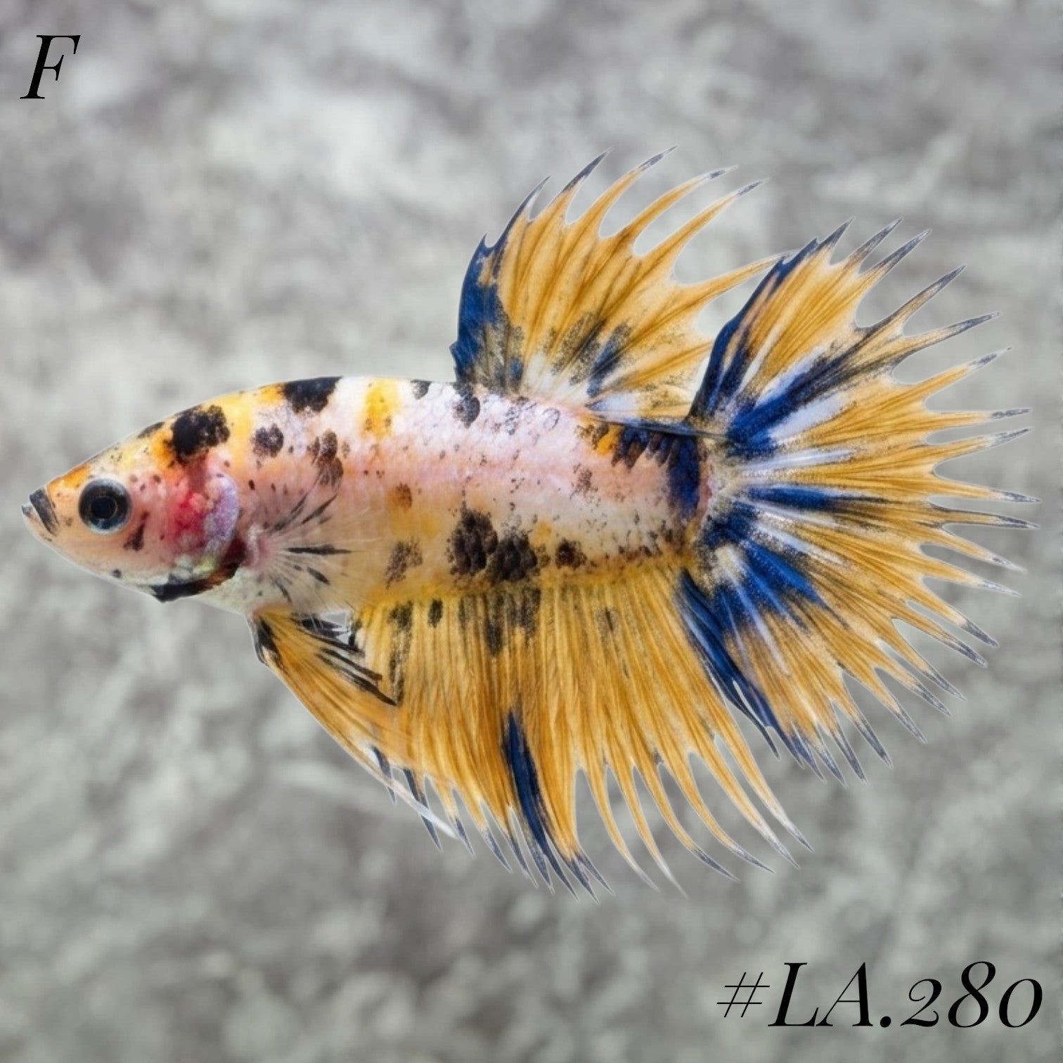 MULTICOLOR YELLOW BANANA NEMO GALAXY CROWNTAIL MALE #LA.280