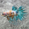 MULTICOLOR GREEN NEMO GALAXY CROWNTAIL MALE #LA.331