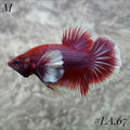PURPLE LAVENDER BUTTERFLY DUMBO EARS HMPK MALE #LA.67