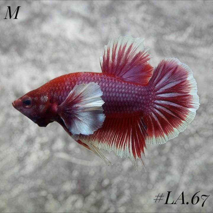 PURPLE LAVENDER BUTTERFLY DUMBO EARS HMPK MALE #LA.67