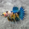 MULTICOLOR YELLOW GALAXY BLUE FULL EGG FEMALE #LA.343