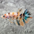 MULTICOLOR YELLOW BANANA NEMO GALAXY CROWNTAIL FEMALE #LA.282